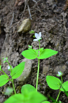 秦岭小野花