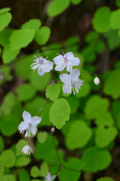 蓝色小花