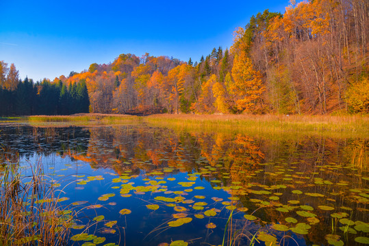 拉脱维亚国家森林公园风光