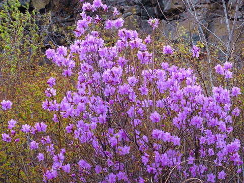 花丛