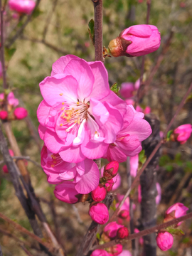 梅花