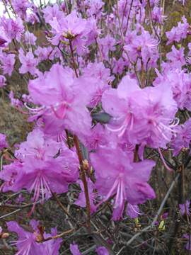 杜鹃花