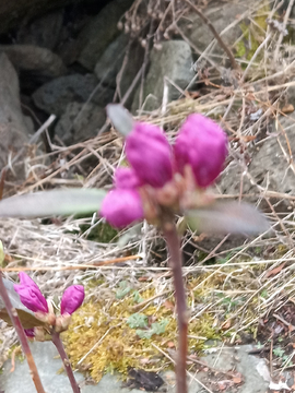 杜鹃花