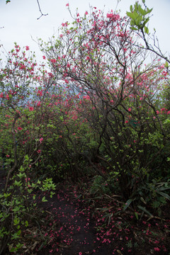 映山红杜鹃花