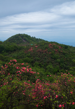 映山红