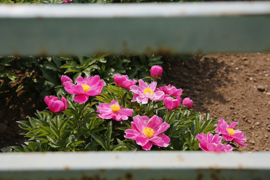 芍药