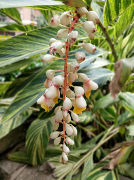 黄粑叶花开