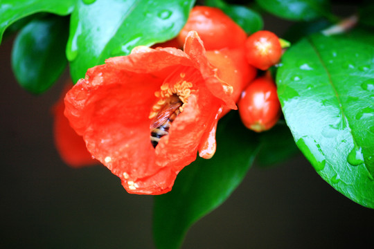 石榴花