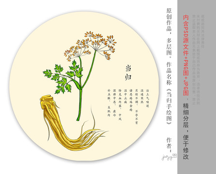 手繪當歸插畫