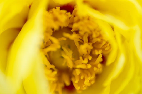 黄牡丹花