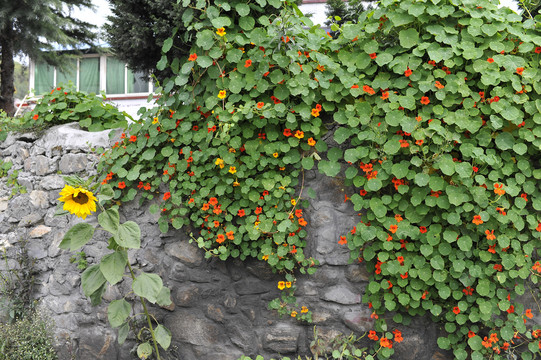 花卉植物墙