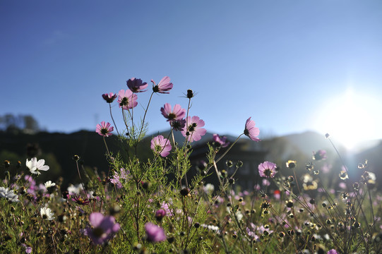 波斯菊