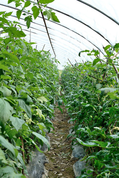大棚番茄种植