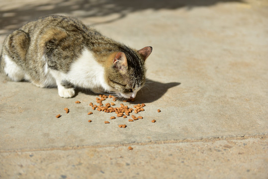 觅食的小猫