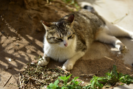 野猫