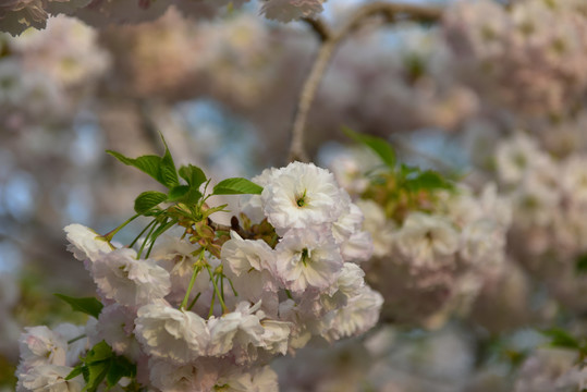 樱花