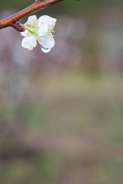 雨后梨花特写