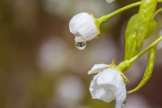 雨后梨花特写