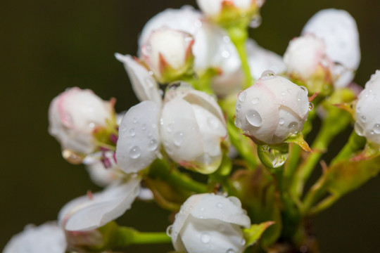 雨后梨花特写