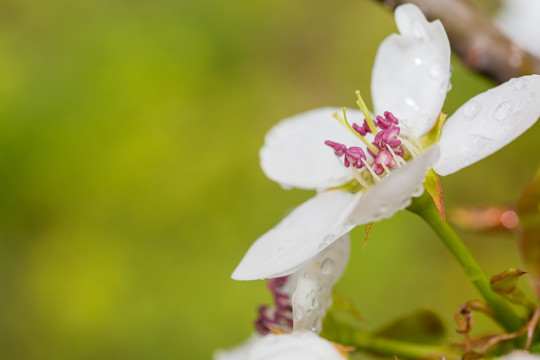 雨后梨花特写