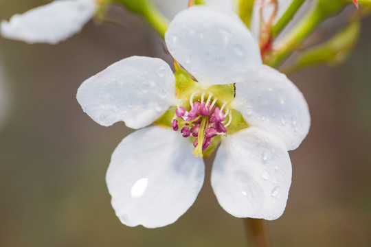 雨后梨花特写