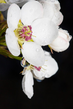 雨后梨花特写