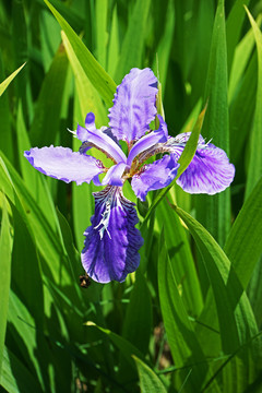 鸢尾花