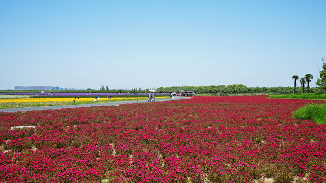 花海