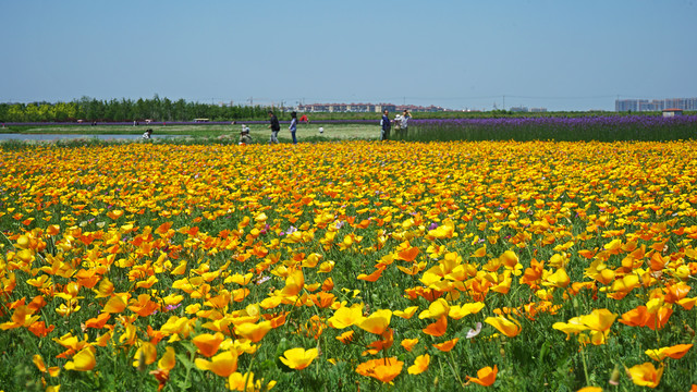 花菱草花海