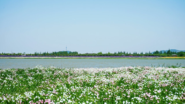 花海