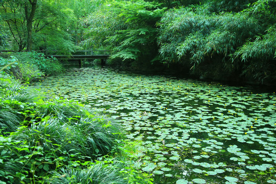 曲院风荷