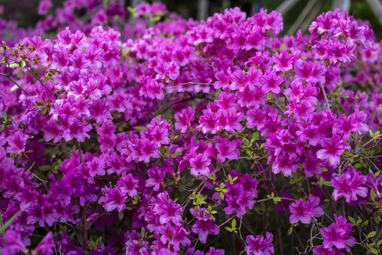 红杜鹃花