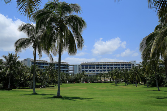 椰子树绿草坪