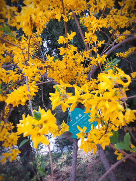 春天里的美丽花朵