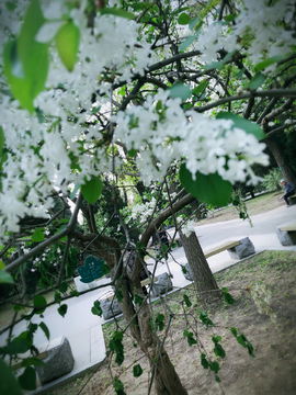 春天里的花朵