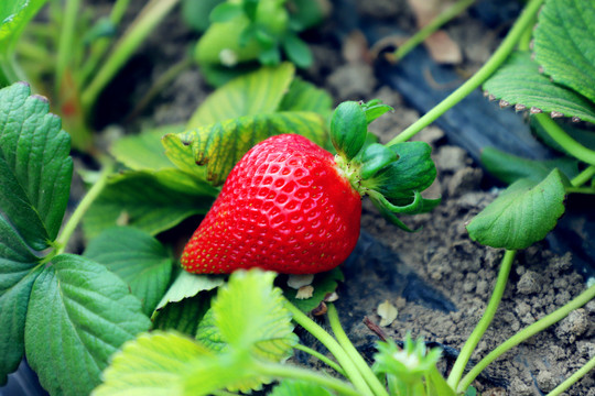 农家采摘草莓