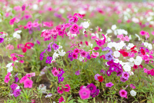 长春花花田