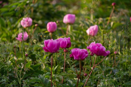 芍药花