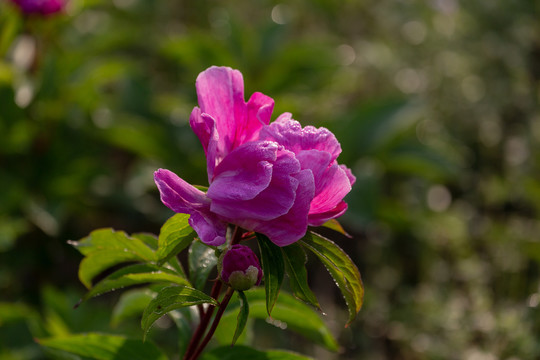 芍药花