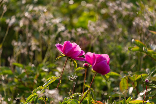 芍药花