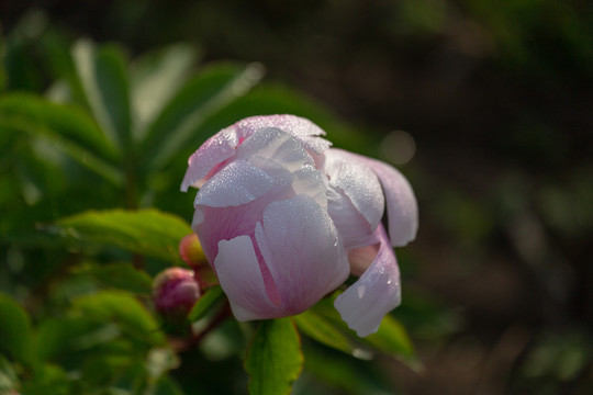 芍药花