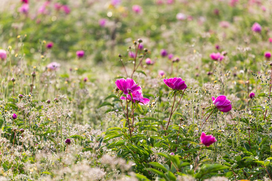 芍药花