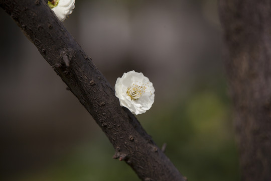 梅花