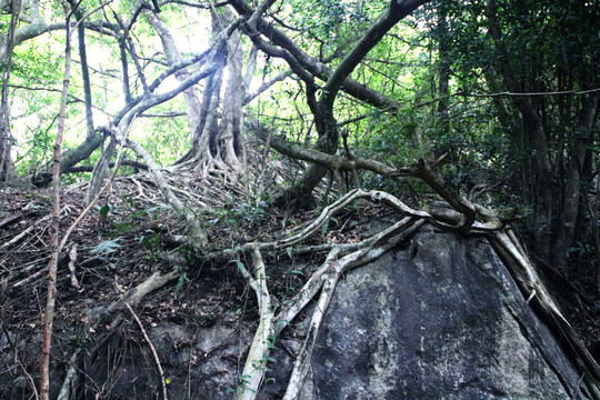 亚龙湾热带雨林