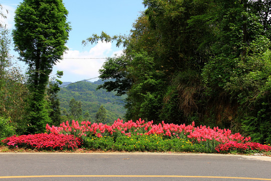 景观游道花卉种植