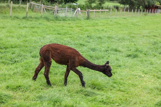 羊驼草泥马Alpaca