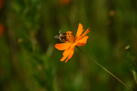 小黄花特写背景