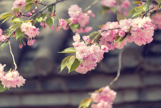 青龙寺樱花