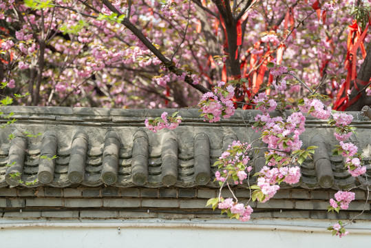 青龙寺樱花