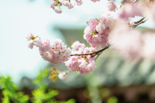 青龙寺樱花